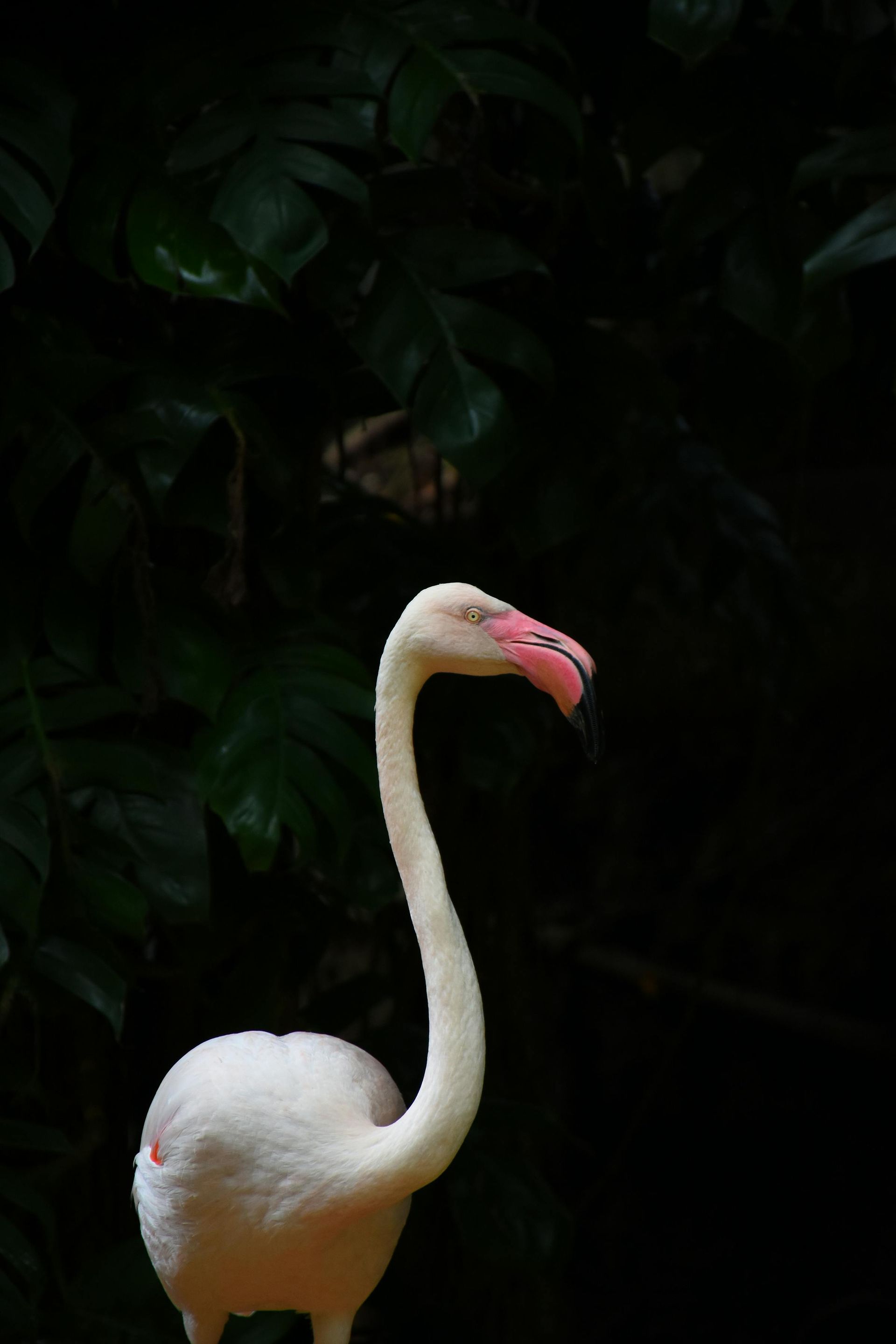 flamingo