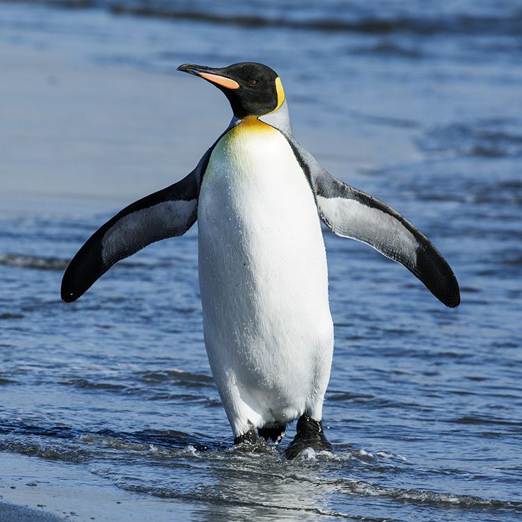 penguin